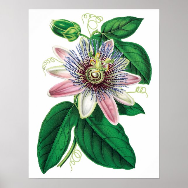 Botaniskt KVALITETSPREMIUM-tryck av passiflora Poster (Framsidan)