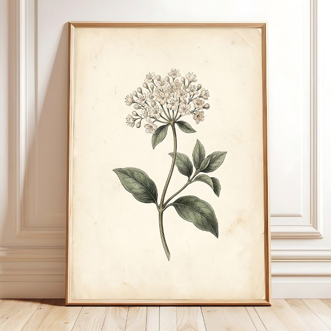 Botaniskt Laurustinus Väggkonsttryck Poster (Skapare uppladdad)