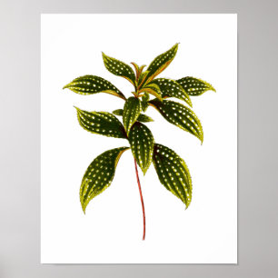 Botaniskt lövtryck för vintage poster