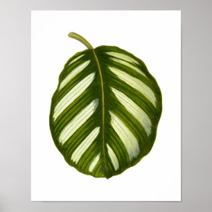 Botaniskt lövtryck för vintage poster