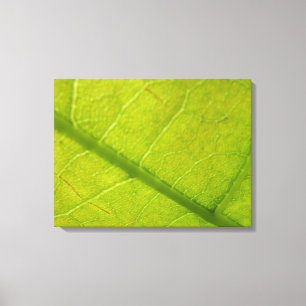 Botaniskt naturfoto från grönt Löv Canvastryck