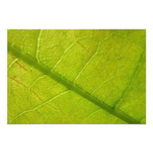 Botaniskt naturfoto från grönt Löv Fototryck