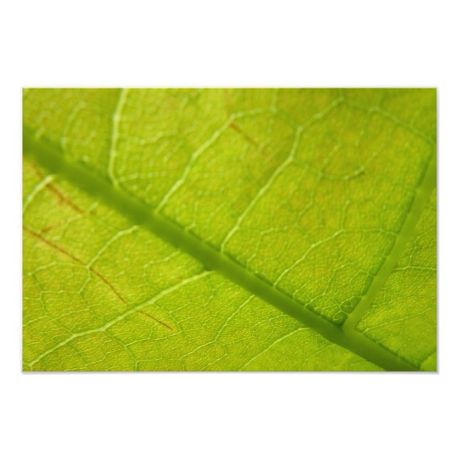 Botaniskt naturfoto från grönt Löv Fototryck (Framsidan)