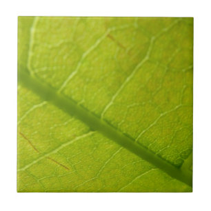 Botaniskt naturfoto från grönt Löv Kakelplatta