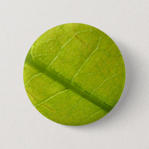 Botaniskt naturfoto från grönt Löv Knapp