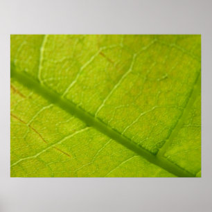 Botaniskt naturfoto från grönt Löv Poster