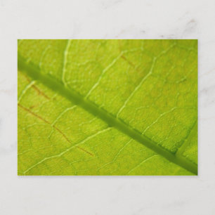 Botaniskt naturfoto från grönt Löv Vykort