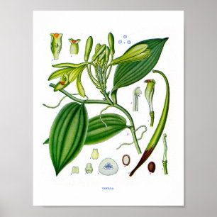 Botaniskt på: Vaniljväxter Poster