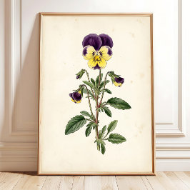 Botaniskt Pansy Gårdshus Väggkonst