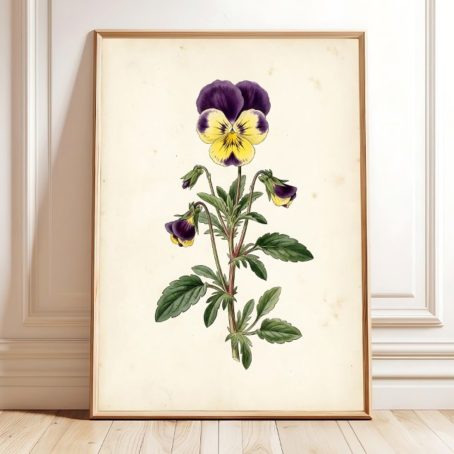 Botaniskt Pansy Gårdshus Väggkonst (Skapare uppladdad)