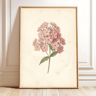 Botaniskt Phlox Väggkonsttryck Poster