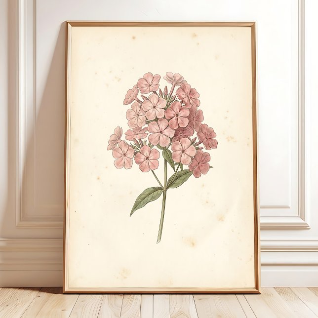 Botaniskt Phlox Väggkonsttryck Poster (Skapare uppladdad)