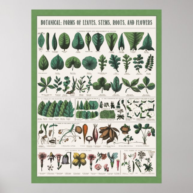 Botaniskt Poster (Framsidan)