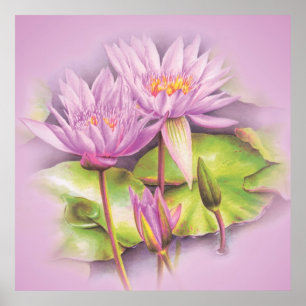 botaniskt poster utskrift av bran Vatten lily  art