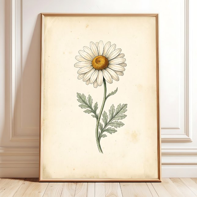 Botaniskt Pyrethrum Konsttryck Poster (Skapare uppladdad)