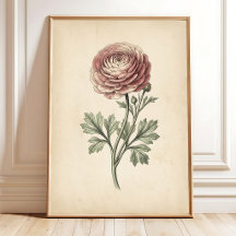 Botaniskt Ranunculus Canvastryck