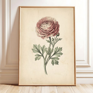 Botaniskt Ranunculus Canvastryck Poster