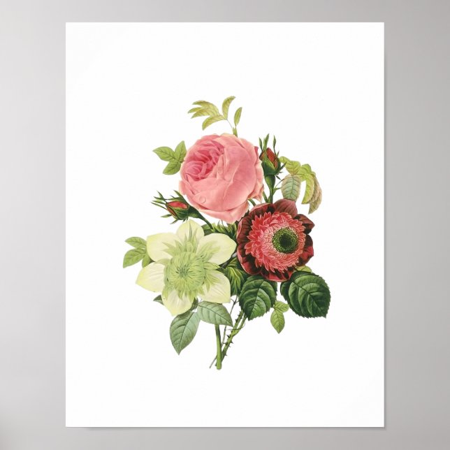 Botaniskt Ro Clementis Anemone Redoute Poster (Framsidan)