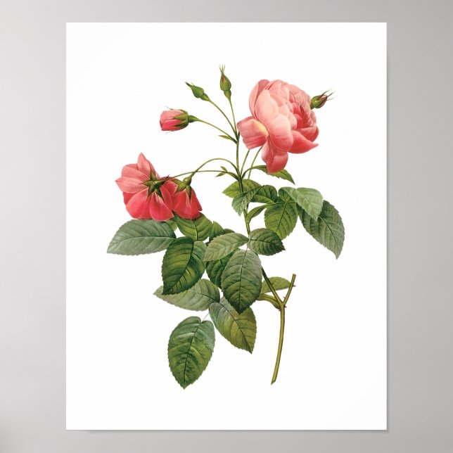 Botaniskt Rosa Centifolia Redoute Poster (Framsidan)
