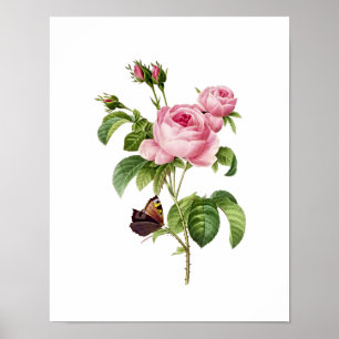 Botaniskt Rosa Centifolia Redoute Poster