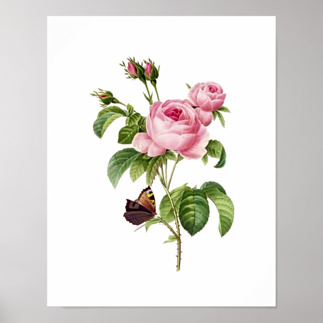 Botaniskt Rosa Centifolia Redoute Poster (Framsidan)