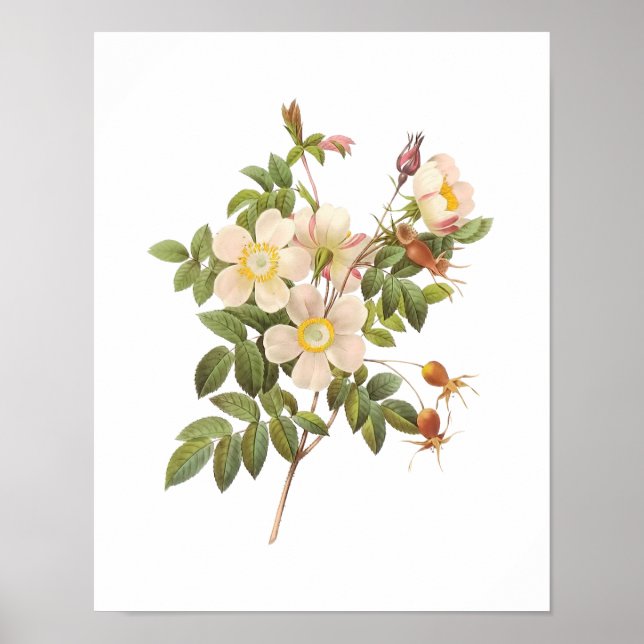 Botaniskt Rosa Clinophylla Redoute Poster (Framsidan)