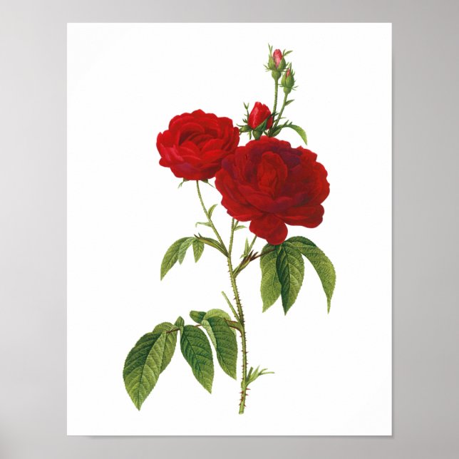Botaniskt Rosa Gallica Redoute Poster (Framsidan)