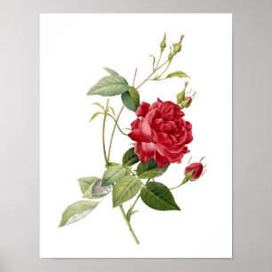 Botaniskt Rosa indica Cruenta Redoute Poster