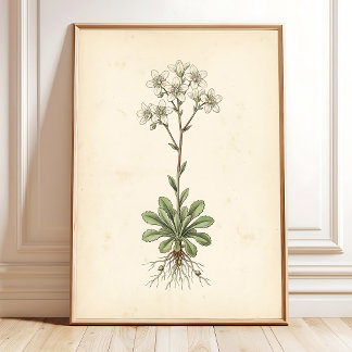Botaniskt Saxifrage Konstgalleri Väggtryck Poster