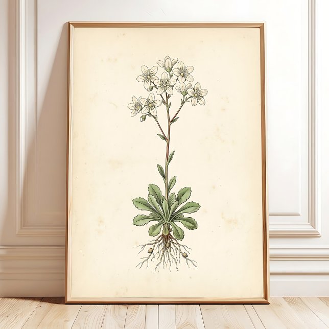 Botaniskt Saxifrage Konstgalleri Väggtryck Poster (Skapare uppladdad)