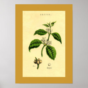 Botaniskt tryck av antikkaffelväxter