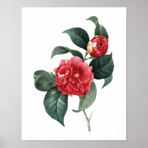 Botaniskt tryck av CAMELIA original av Redoute