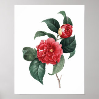 Botaniskt tryck av CAMELIA original av Redoute