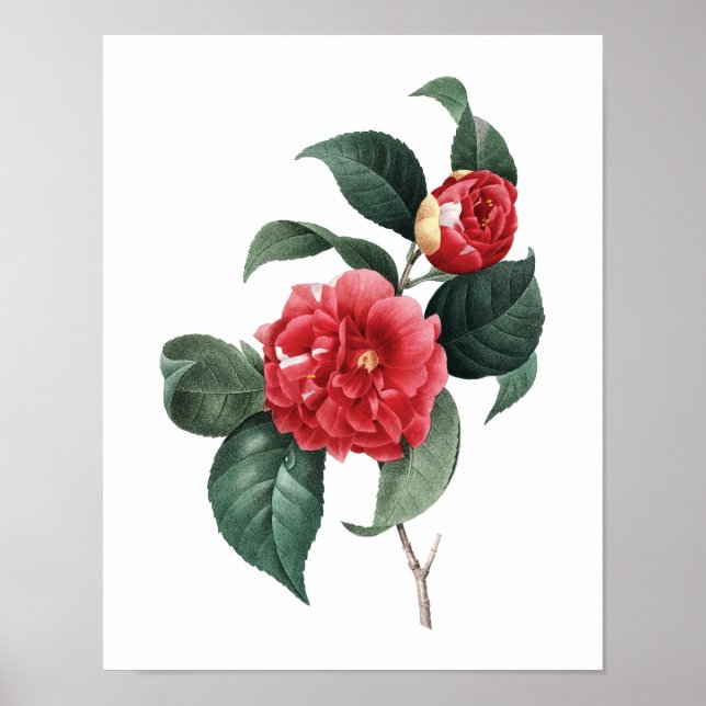 Botaniskt tryck av CAMELIA original av Redoute (Framsidan)