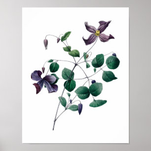 Botaniskt tryck av CLEMATISoriginal vid Redoute