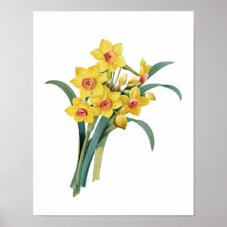 Botaniskt tryck av DAFFODILS original av Redoute