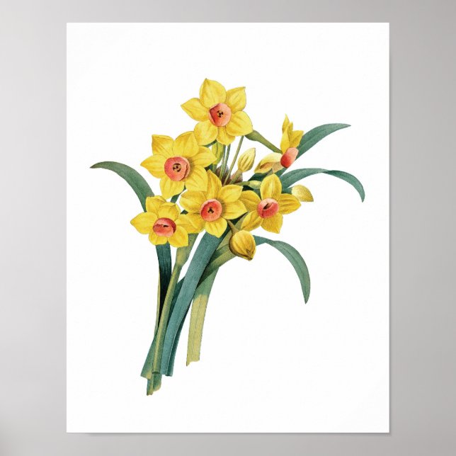 Botaniskt tryck av DAFFODILS original av Redoute (Framsidan)