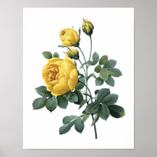 Botaniskt tryck av GUL ROS från Redoute
