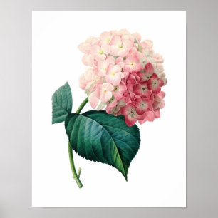 Botaniskt tryck av HYDRANGEA original av Redoute