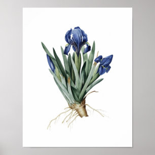 Botaniskt tryck av IRISES original av Redoute