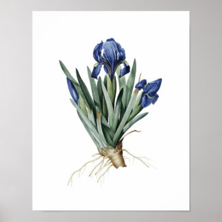 Botaniskt tryck av IRISES original av Redoute