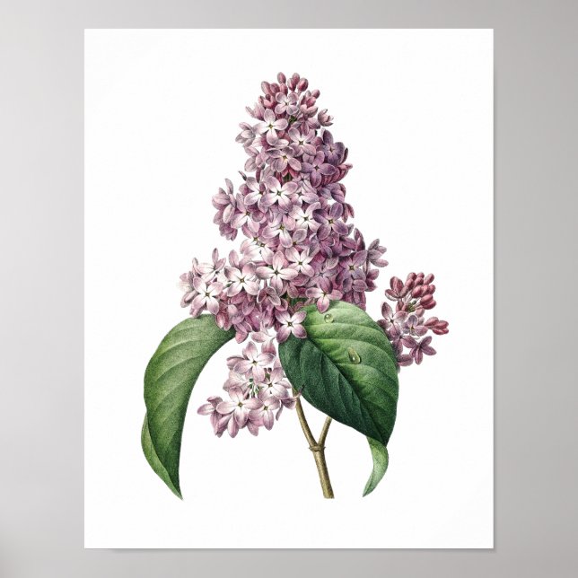 Botaniskt tryck av LILAC original av Redoute (Framsidan)