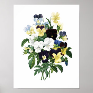 Botaniskt tryck av PANSIES original av Redoute