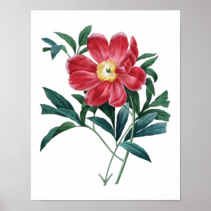 Botaniskt tryck av PEONY original av Redoute