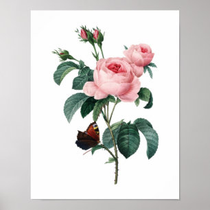 Botaniskt tryck av RO original av Redoute
