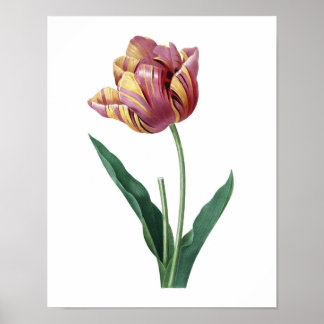 Botaniskt tryck av TULIP original av Redoute