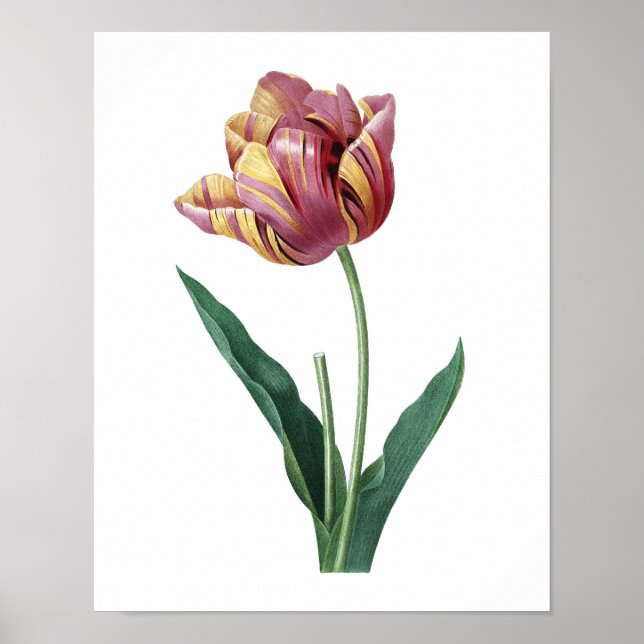 Botaniskt tryck av TULIP original av Redoute (Framsidan)