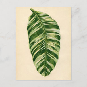 Botaniskt tryck - Banana (musa vittata) Vykort