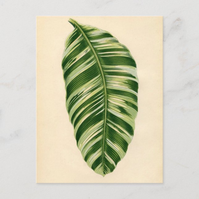 Botaniskt tryck - Banana (musa vittata) Vykort (Framsida)