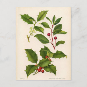 Botaniskt tryck - berg- & amerikanjärnek vykort